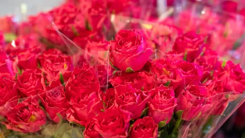 Bonne Fleur Roos